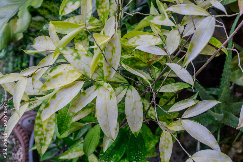 Obraz premium Variegated Hoya Curtisii Delicate Leaves with Unique Markings