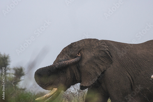 Wild elephant on the safari in South Africa on Kruger National Park