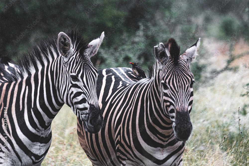 Fototapeta premium Zebra is one of the coolest animal to find on the Kruger Safari, South Africa