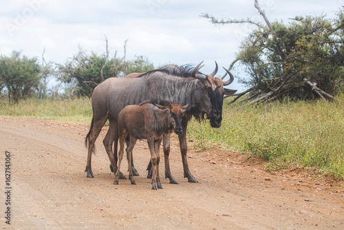 Gnu is a very typical animal to look at Kruger Park in South Africa