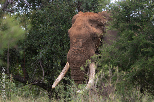 Wild elephant on the safari in South Africa on Kruger National Park