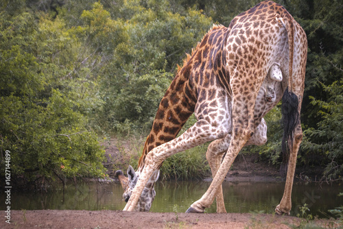 How tall can a Giraffe be? We just found out at the Kruger Park in South Africa, making the safari