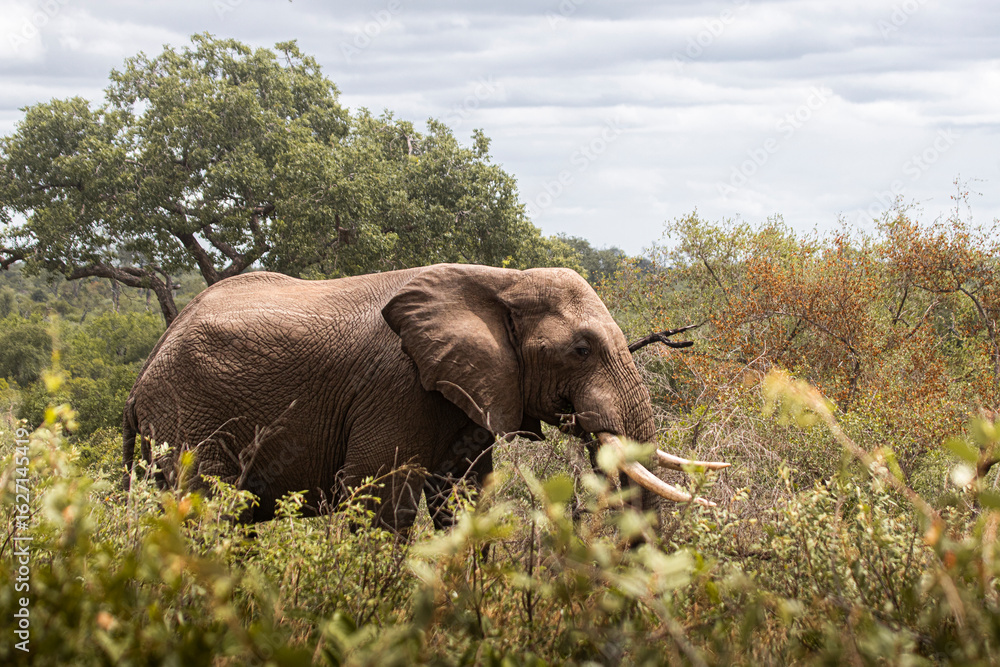 Obraz premium Wild elephant on the safari in South Africa on Kruger National Park