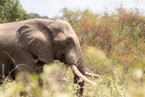 Wild elephant on the safari in South Africa on Kruger National Park