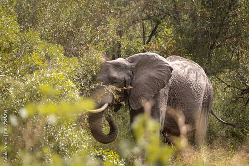 Wild elephant on the safari in South Africa on Kruger National Park