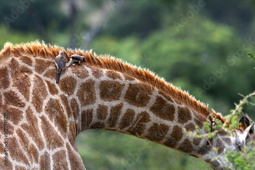 How tall can a Giraffe be? We just found out at the Kruger Park in South Africa, making the safari
