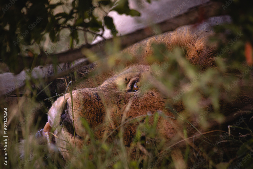 Obraz premium Lioness and lions are the most powerful animals on Kruger and all South Africa and you can feel that from them as soon as you look at them