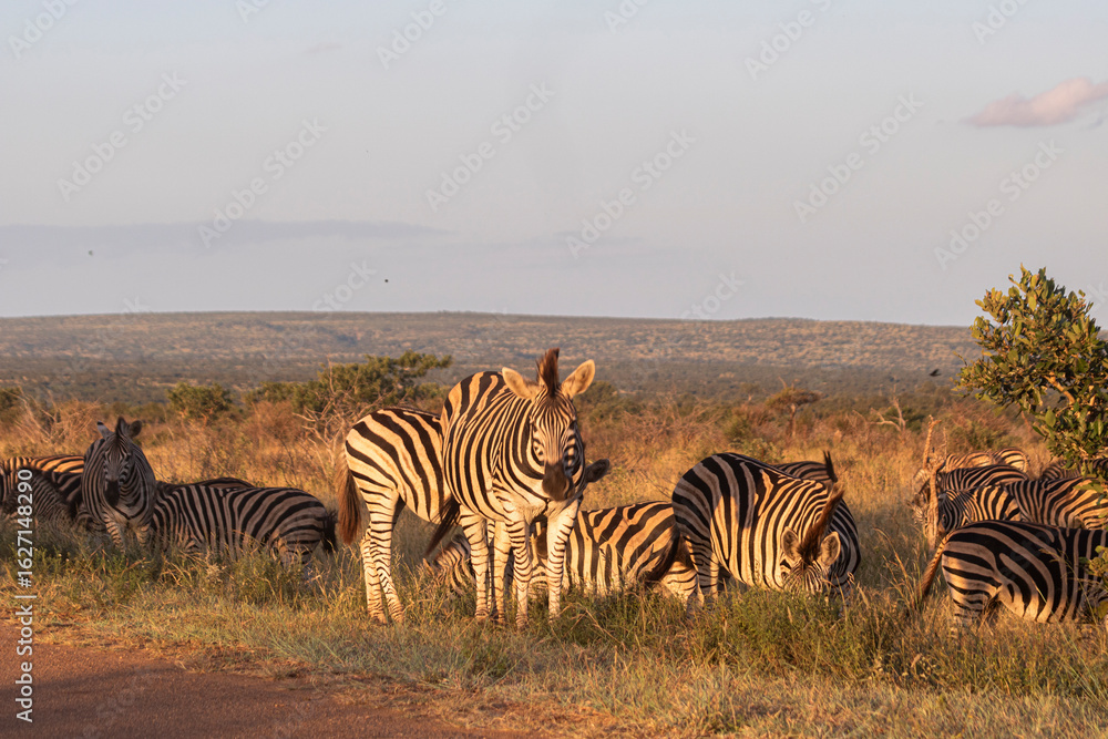 Naklejka premium Zebra is one of the coolest animal to find on the Kruger Safari, South Africa