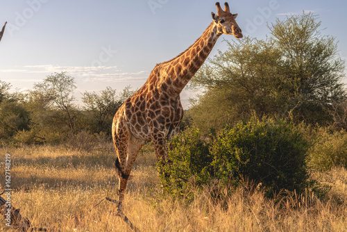 How tall can a Giraffe be? We just found out at the Kruger Park in South Africa, making the safari