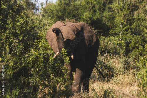 Wild elephant on the safari in South Africa on Kruger National Park