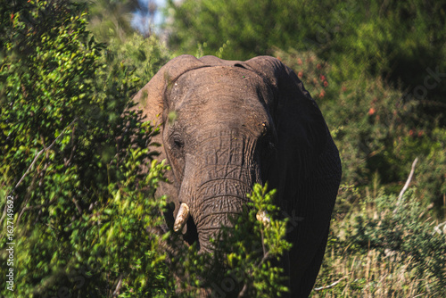 Wild elephant on the safari in South Africa on Kruger National Park