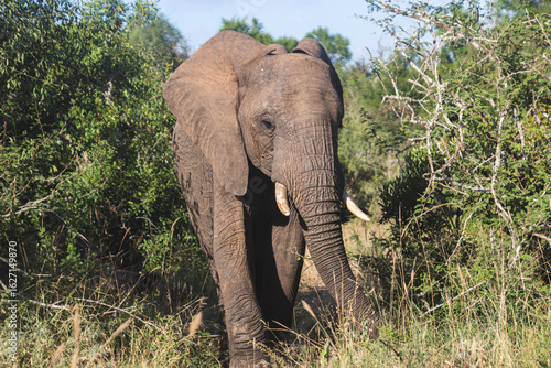 Wild elephant on the safari in South Africa on Kruger National Park
