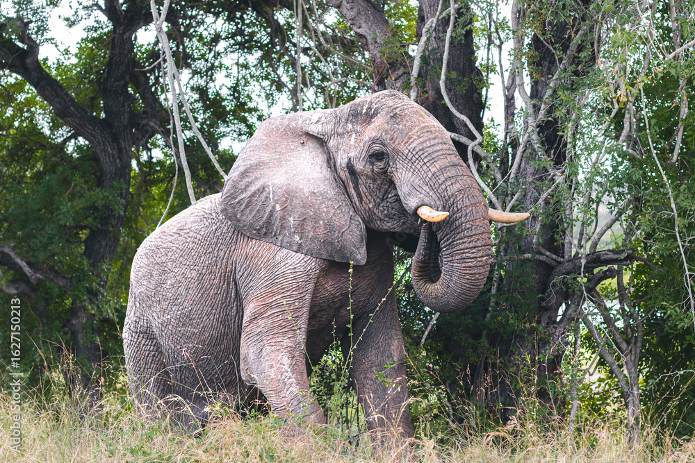 Fototapeta premium Wild elephant on the safari in South Africa on Kruger National Park