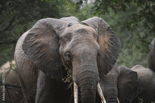 Wild elephant on the safari in South Africa on Kruger National Park