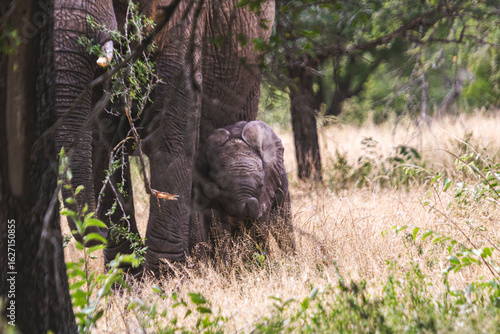 Wild elephant on the safari in South Africa on Kruger National Park