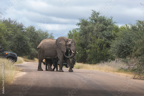 Wild elephant on the safari in South Africa on Kruger National Park