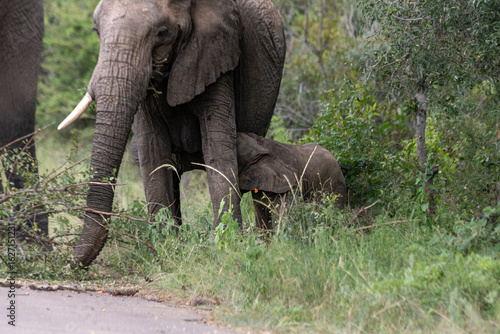 Wild elephant on the safari in South Africa on Kruger National Park