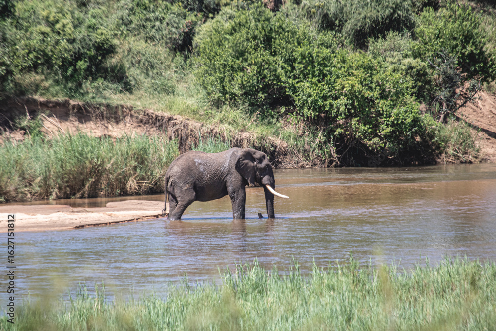 Fototapeta premium Wild elephant on the safari in South Africa on Kruger National Park