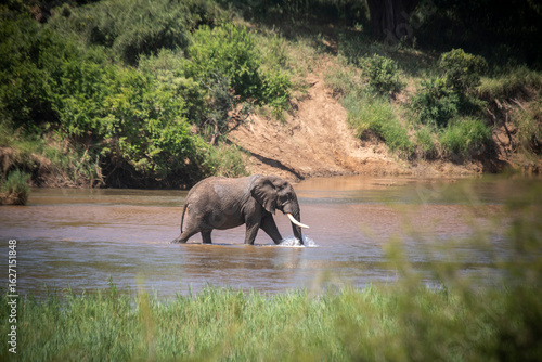 Wild elephant on the safari in South Africa on Kruger National Park