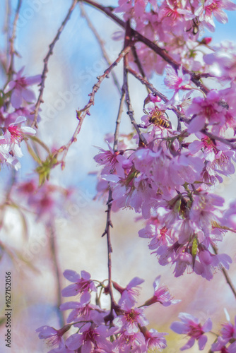 pink cherry blossom