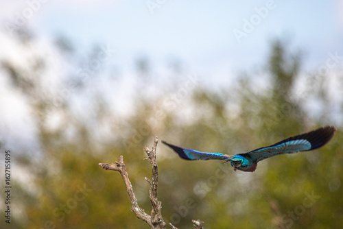 Indian Roller is by far the most beautiful bird on Kruger and mybe in South Africa
