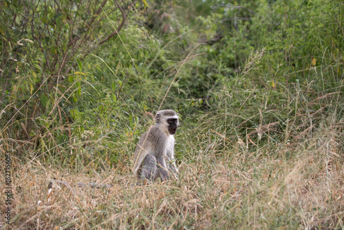 Wallpaper Mural Monkeys are everywhere in Kruger and it is easy to spot them on the trees Torontodigital.ca