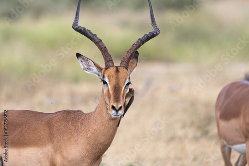 Free Impala living wildly on Kruger National Park