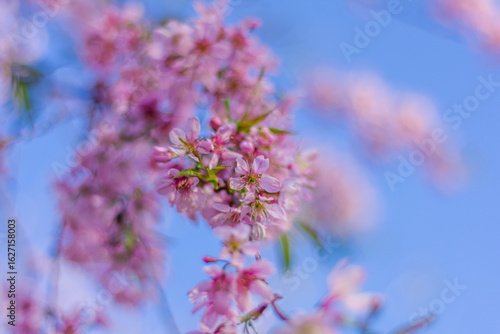 pink cherry blossom