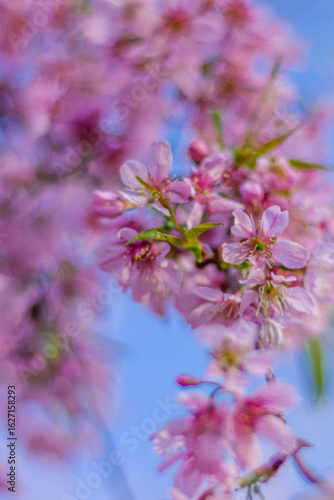 pink cherry blossom