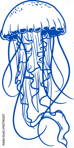 hand drawn vector illustration of jelly fish. jellyfish in the sea. a jellyfish with flowing tentacle