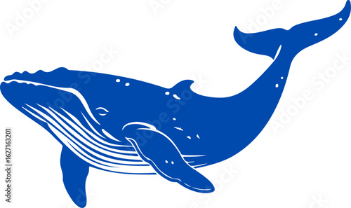 Vector illustration of a Blue whale largest animal in the world. humpback whale breaching from the water engraving blue and white outline