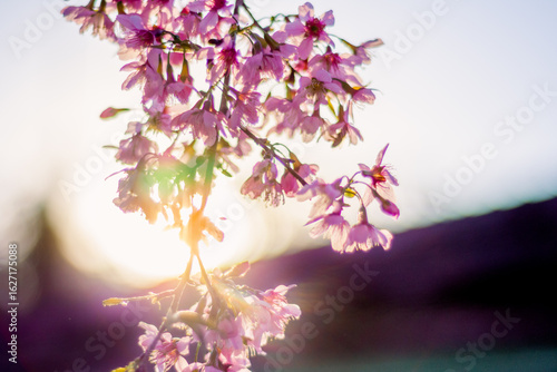 cherry blossom in spring