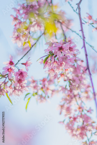 pink cherry blossom