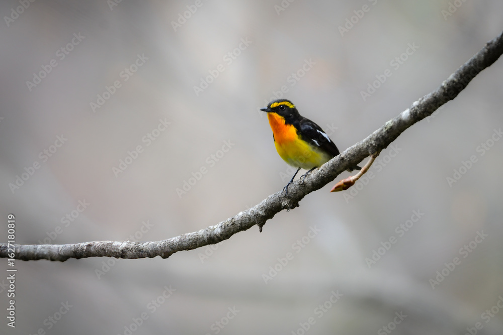 Fototapeta premium 軽井沢や上高地の高原の森で出会えるオレンジと黄色と黒の鮮やかな美しい夏鳥のキビタキ