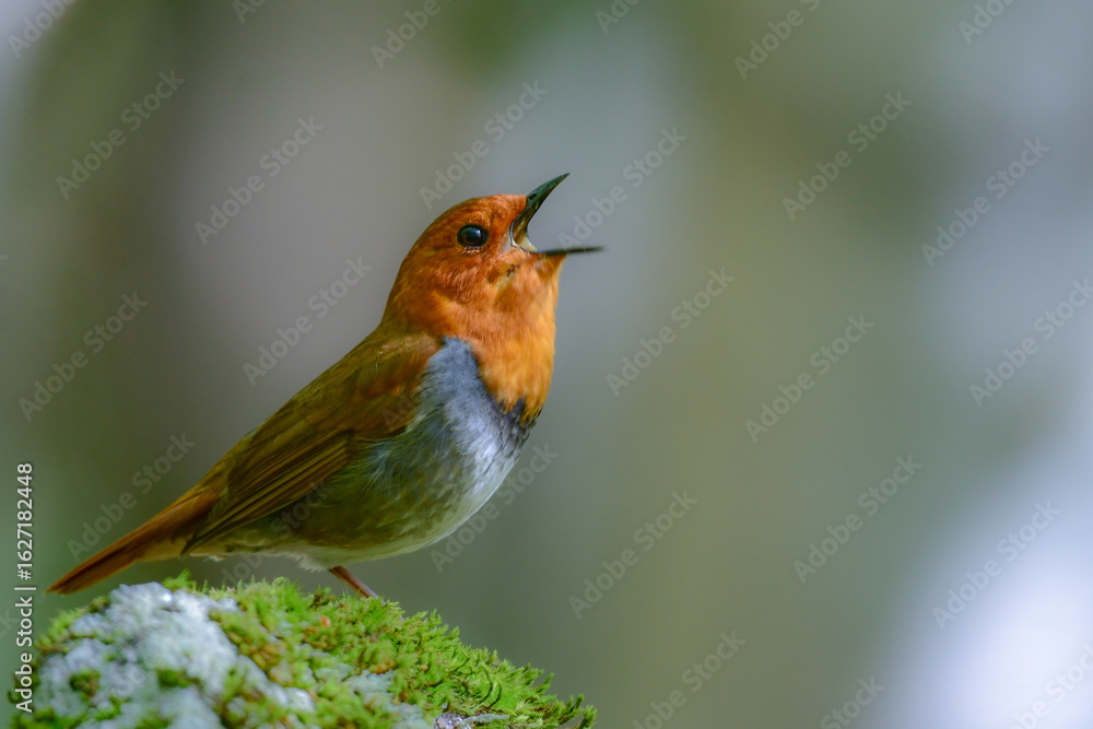 Fototapeta premium 初夏に高山の渓流沿いで見られるオレンジ色の美しい渡り鳥、日本を代表する小鳥コマドリ