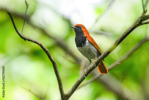 沖縄のやんばるにしかいないオレンジ色の美しい小鳥、日本固有種のホントウアカヒゲ