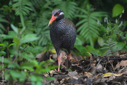 白黒のゼブラ模様に赤い嘴と脚が目立つ、沖縄固有種の人気者、飛べない鳥ヤンバルクイナ