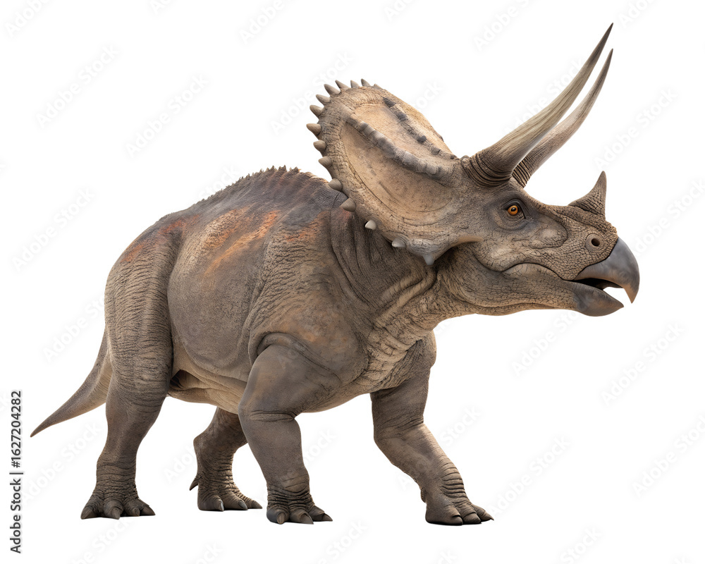 Fototapeta premium 3D Triceratops isolated on white in PNG