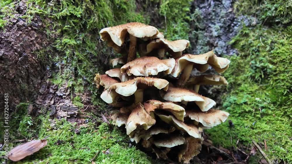 Close up of mushroom growing on a tree stump in the forest Close up of mushroom growing on a tree stump in the forest