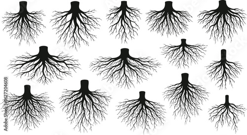 A Graphic Exploration of Tree Roots