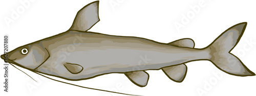 catfish