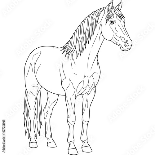 Horse outline drawing equine line art vector illustration coloring page
