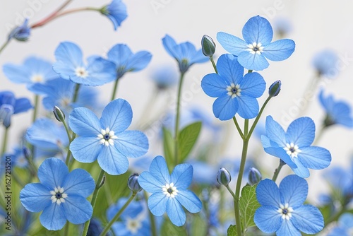 Charming Soft Blue Forget-Me-Not Flowers Blooming Against a White Backdrop in Delicate Spring Flight