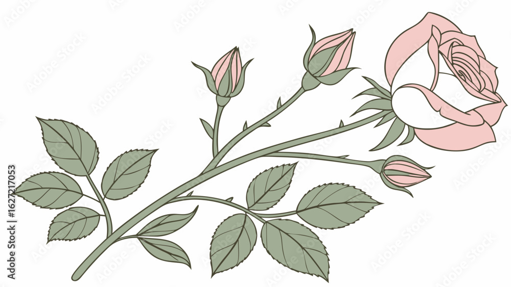 Obraz premium Delicate pink rose with buds and leaves on a white background elegant floral illustration