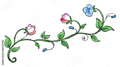 Delicate illustration of a blooming pea vine with pink and blue flowers and green leaves