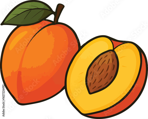 vector illustration of ripe apricots