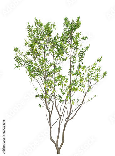 カラタネオガタマ6月撮影　樹高270cm