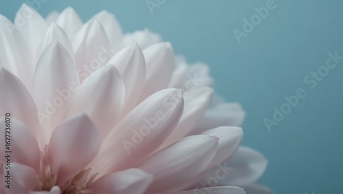 Close Up Macro View of Delicate White Flower Petals Against a Soft Blue Background