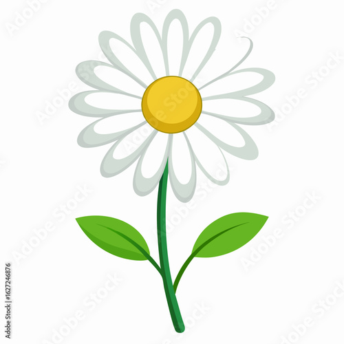 Daisy Flower Isolated on White Background