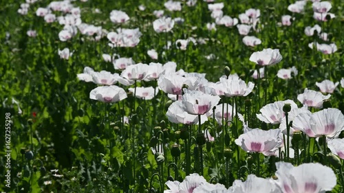 Flowering white poppy seed flowers (Papaver somniferum). Agricultural field of opium poppy or breadseed poppy.